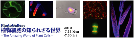 Photo Gallery　植物細胞の知られざる世界